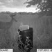 Hanke's Hunts Kansas Game Camera Photo
