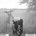 Hanke's Hunts Kansas Game Camera Photo