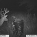 Hanke's Hunts Kansas Game Camera Photo