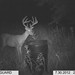 Hanke's Hunts Kansas Game Camera Photo