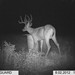Hanke's Hunts Kansas Game Camera Photo
