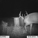 Hanke's Hunts Kansas Game Camera Photo