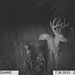 Hanke's Hunts Kansas Game Camera Photo