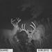 Hanke's Hunts Kansas Game Camera Photo