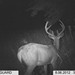 Hanke's Hunts Kansas Game Camera Photo