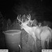 Hanke's Hunts Kansas Game Camera Photo