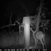 Hanke's Hunts Kansas Game Camera Photo