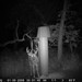Hanke's Hunts Kansas Game Camera Photo