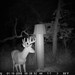 Hanke's Hunts Kansas Game Camera Photo