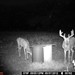 Hanke's Hunts Kansas Game Camera Photo