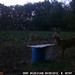 Hanke's Hunts Kansas Game Camera Photo