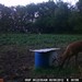 Hanke's Hunts Kansas Game Camera Photo