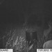 Hanke's Hunts Kansas Game Camera Photo