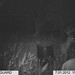 Hanke's Hunts Kansas Game Camera Photo