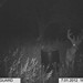 Hanke's Hunts Kansas Game Camera Photo