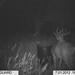 Hanke's Hunts Kansas Game Camera Photo
