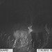 Hanke's Hunts Kansas Game Camera Photo