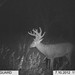 Hanke's Hunts Kansas Game Camera Photo