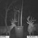 Hanke's Hunts Kansas Game Camera Photo