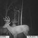 Hanke's Hunts Kansas Game Camera Photo