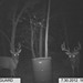 Hanke's Hunts Kansas Game Camera Photo