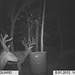 Hanke's Hunts Kansas Game Camera Photo
