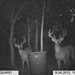 Hanke's Hunts Kansas Game Camera Photo
