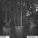 Hanke's Hunts Kansas Game Camera Photo