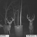 Hanke's Hunts Kansas Game Camera Photo