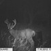Hanke's Hunts Kansas Game Camera Photo