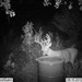 Hanke's Hunts Kansas Game Camera Photo