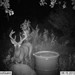 Hanke's Hunts Kansas Game Camera Photo