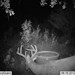 Hanke's Hunts Kansas Game Camera Photo