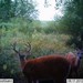 Hanke's Hunts Kansas Game Camera Photo