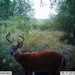 Hanke's Hunts Kansas Game Camera Photo