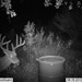 Hanke's Hunts Kansas Game Camera Photo