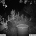 Hanke's Hunts Kansas Game Camera Photo