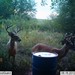 Hanke's Hunts Kansas Game Camera Photo