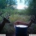 Hanke's Hunts Kansas Game Camera Photo