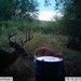 Hanke's Hunts Kansas Game Camera Photo