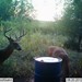 Hanke's Hunts Kansas Game Camera Photo