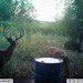 Hanke's Hunts Kansas Game Camera Photo