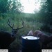 Hanke's Hunts Kansas Game Camera Photo