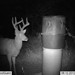 Hanke's Hunts Kansas Game Camera Photo