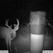 Hanke's Hunts Kansas Game Camera Photo