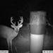 Hanke's Hunts Kansas Game Camera Photo