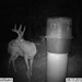 Hanke's Hunts Kansas Game Camera Photo