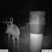 Hanke's Hunts Kansas Game Camera Photo