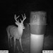 Hanke's Hunts Kansas Game Camera Photo