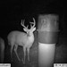 Hanke's Hunts Kansas Game Camera Photo